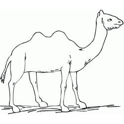Desenho Camelo (Animais) #205501 para imprimir e colorir