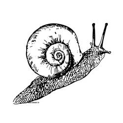 Página para colorir: Caracol (Animais) #6509 - Páginas para Colorir Imprimíveis Gratuitamente