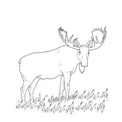 Página para colorir: caribu (animais) #1546 - Páginas para Colorir Imprimíveis Gratuitamente