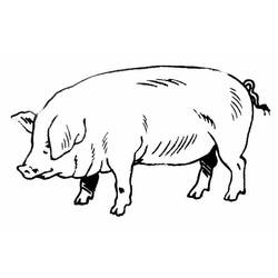 Página para colorir: Carne de porco (animais) #17637 - Páginas para Colorir Imprimíveis Gratuitamente