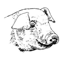 Página para colorir: Carne de porco (animais) #17751 - Páginas para Colorir Imprimíveis Gratuitamente