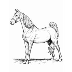 Página para colorir: Cavalo (animais) #2184 - Páginas para Colorir Imprimíveis Gratuitamente