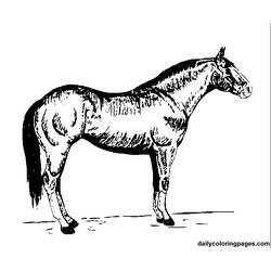 Página para colorir: Cavalo (animais) #2243 - Páginas para Colorir Imprimíveis Gratuitamente