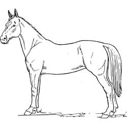 Página para colorir: Cavalo (animais) #2256 - Páginas para Colorir Imprimíveis Gratuitamente