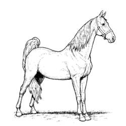 Página para colorir: Cavalo (animais) #2355 - Páginas para Colorir Imprimíveis Gratuitamente