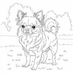 Desenho Chihuahua (Animais) #219791 para imprimir e colorir