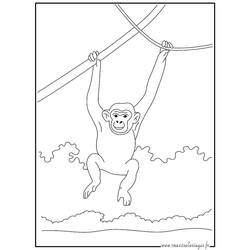 Página para colorir: Chimpanzé (animais) #2761 - Páginas para Colorir Imprimíveis Gratuitamente