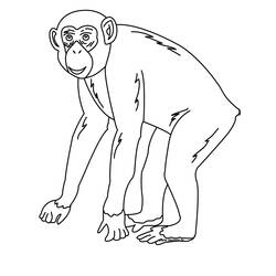 Página para colorir: Chimpanzé (animais) #2767 - Páginas para Colorir Imprimíveis Gratuitamente