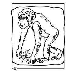 Página para colorir: Chimpanzé (animais) #2798 - Páginas para Colorir Imprimíveis Gratuitamente