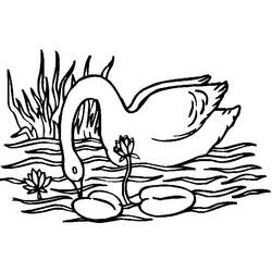 Desenho Cisne (Animais) #185197 para imprimir e colorir