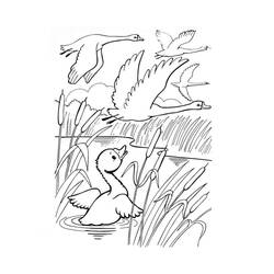 Desenho Cisne (Animais) #185212 para imprimir e colorir