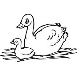 Desenho Cisne (Animais) #185218 para imprimir e colorir