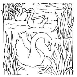 Página para colorir: Cisne (animais) #5037 - Páginas para Colorir Imprimíveis Gratuitamente