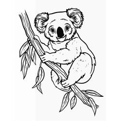 Desenho Coala (Animais) #217747 para imprimir e colorir