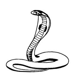 Página para colorir: cobra (animais) #3296 - Páginas para Colorir Imprimíveis Gratuitamente
