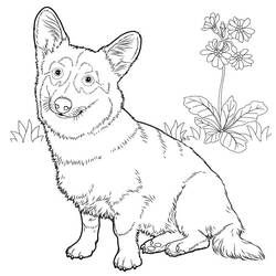 Desenho Corgi (Animais) #220768 para imprimir e colorir