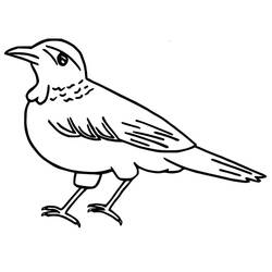 Desenho Corvo (Animais) #209007 para imprimir e colorir