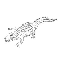 Página para colorir: Crocodilo (animais) #4802 - Páginas para colorir imprimíveis