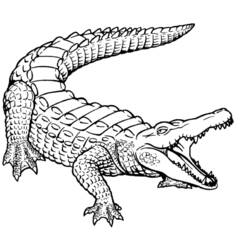 Página para colorir: Crocodilo (animais) #4840 - Páginas para colorir imprimíveis