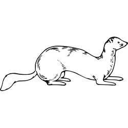 Página para colorir: Doninha (Animais) #205437 - Páginas para Colorir Imprimíveis Gratuitamente