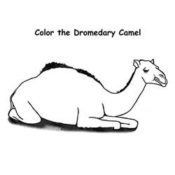 Página para colorir: Dromedário (animais) #5921 - Páginas para Colorir Imprimíveis Gratuitamente