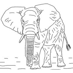 Página para colorir: Elefante (animais) #6306 - Páginas para Colorir Imprimíveis Gratuitamente