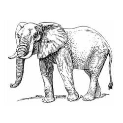 Página para colorir: Elefante (animais) #6389 - Páginas para Colorir Imprimíveis Gratuitamente