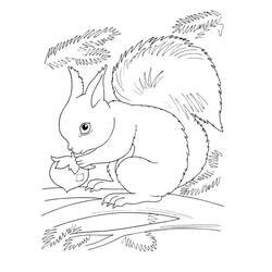 Desenho Esquilo (Animais) #177465 para imprimir e colorir