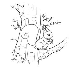 Desenho Esquilo (Animais) #177482 para imprimir e colorir