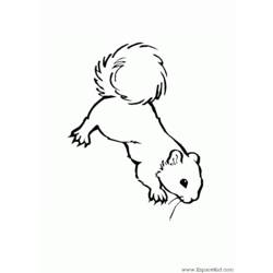 Página para colorir: Esquilo (animais) #6152 - Páginas para Colorir Imprimíveis Gratuitamente