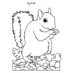 Página para colorir: Esquilo (animais) #6203 - Páginas para Colorir Imprimíveis Gratuitamente
