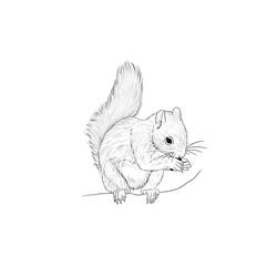 Página para colorir: Esquilo (animais) #6229 - Páginas para Colorir Imprimíveis Gratuitamente