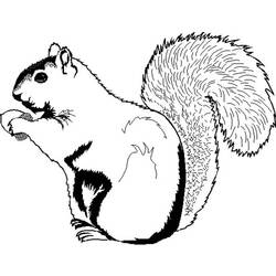 Página para colorir: Esquilo (animais) #6245 - Páginas para Colorir Imprimíveis Gratuitamente