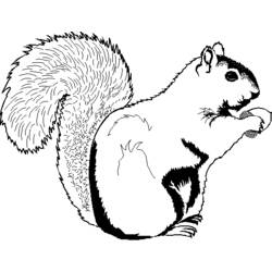 Página para colorir: Esquilo (animais) #6274 - Páginas para Colorir Imprimíveis Gratuitamente