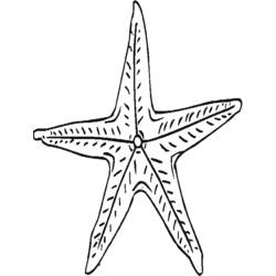 Página para colorir: Estrela do Mar (animais) #6763 - Páginas para Colorir Imprimíveis Gratuitamente