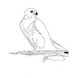Desenho Falcão (Animais) #205265 para imprimir e colorir