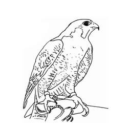Desenho Falcão (Animais) #205274 para imprimir e colorir