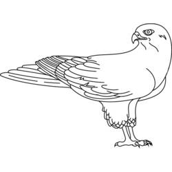 Página para colorir: Falcão (animais) #6818 - Páginas para Colorir Imprimíveis Gratuitamente