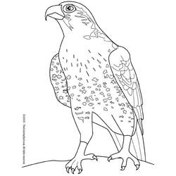 Página para colorir: Falcão (animais) #6821 - Páginas para Colorir Imprimíveis Gratuitamente