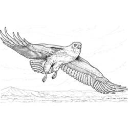 Página para colorir: Falcão (animais) #6911 - Páginas para Colorir Imprimíveis Gratuitamente