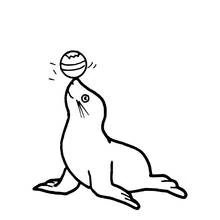 Desenho Foca (Animais) #16262 para imprimir e colorir