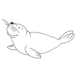Desenhos para colorir: Foca - Páginas para Colorir Imprimíveis Gratuitamente