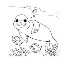 Desenho Foca (Animais) #16287 para imprimir e colorir