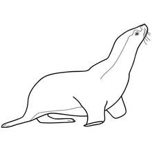 Desenho Foca (Animais) #16305 para imprimir e colorir