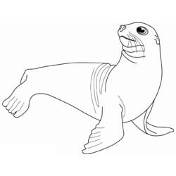 Desenho Foca (Animais) #16314 para imprimir e colorir