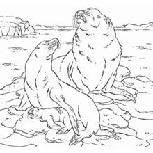 Desenho Foca (Animais) #16383 para imprimir e colorir
