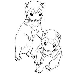 Página para colorir: Furão (Animais) #205384 - Páginas para Colorir Imprimíveis Gratuitamente