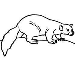 Página para colorir: Furão (Animais) #205386 - Páginas para Colorir Imprimíveis Gratuitamente
