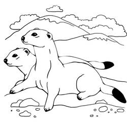 Página para colorir: Furão (Animais) #205388 - Páginas para Colorir Imprimíveis Gratuitamente