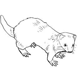 Página para colorir: Furão (Animais) #205389 - Páginas para Colorir Imprimíveis Gratuitamente